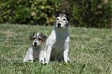 PARSON RUSSEL TERRIER 134